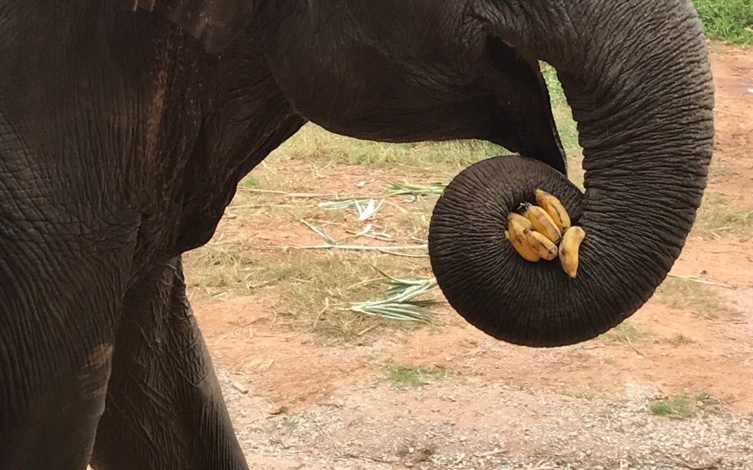 picture of an elephant carrying bananas in his curled trunk